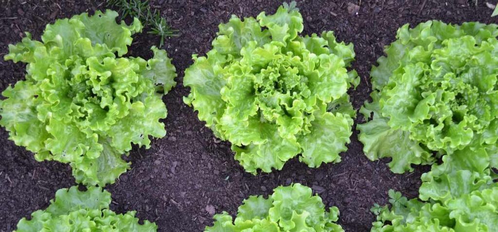 Huerto de lechugas.